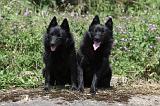 SCHIPPERKE 622